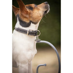 Pénélope Olie Dog Collar - Havana - Pénélope - Equiluxe Tack
