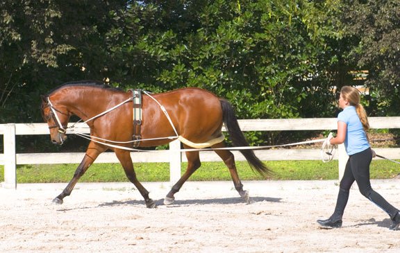 Pessoa® Lunging System - Equiluxe Tack