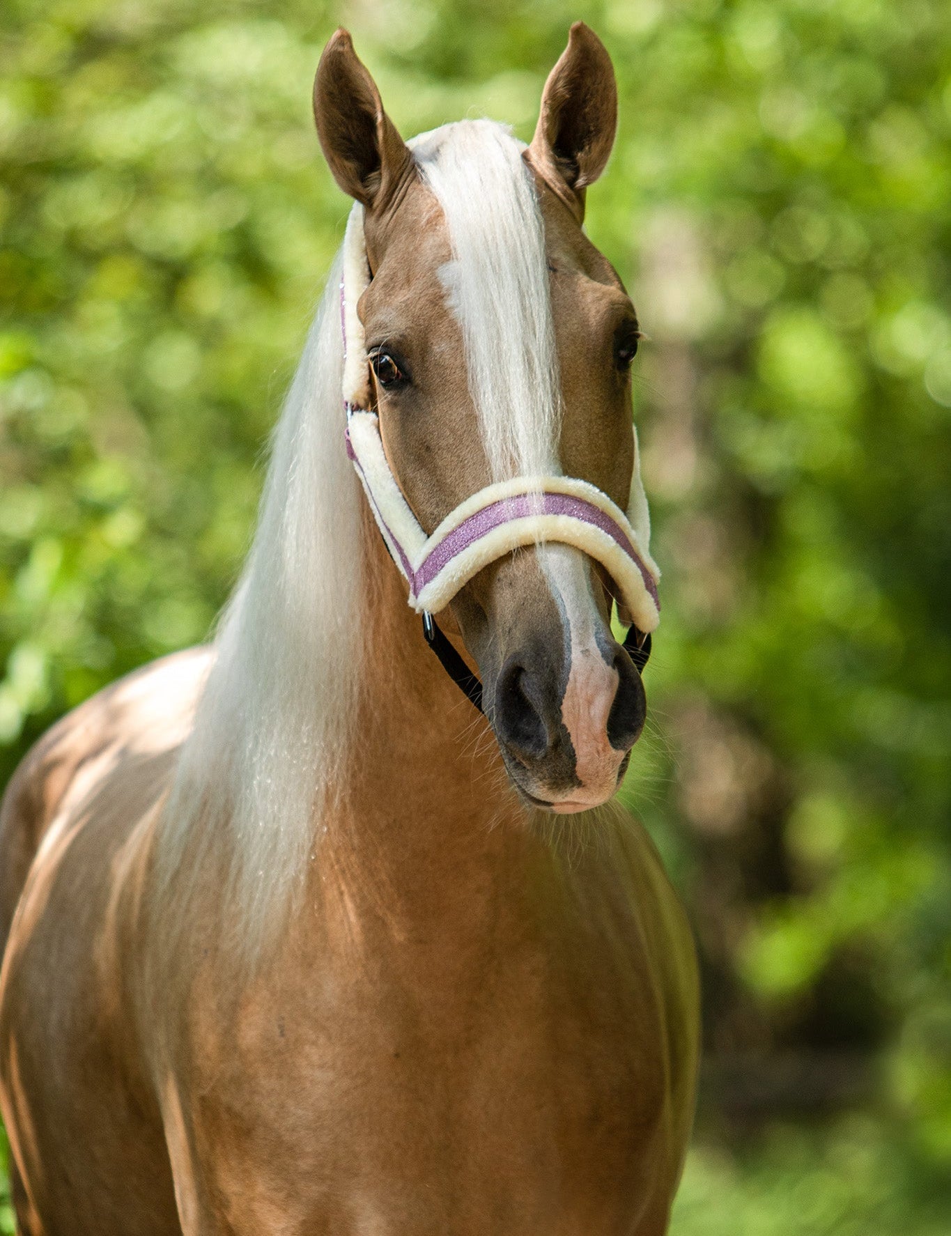 Pink Mist Halter - Equestroom - Equiluxe Tack