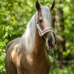 Pink Mist Halter - Equestroom - Equiluxe Tack