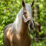 Pink Mist Halter - Equestroom - Equiluxe Tack