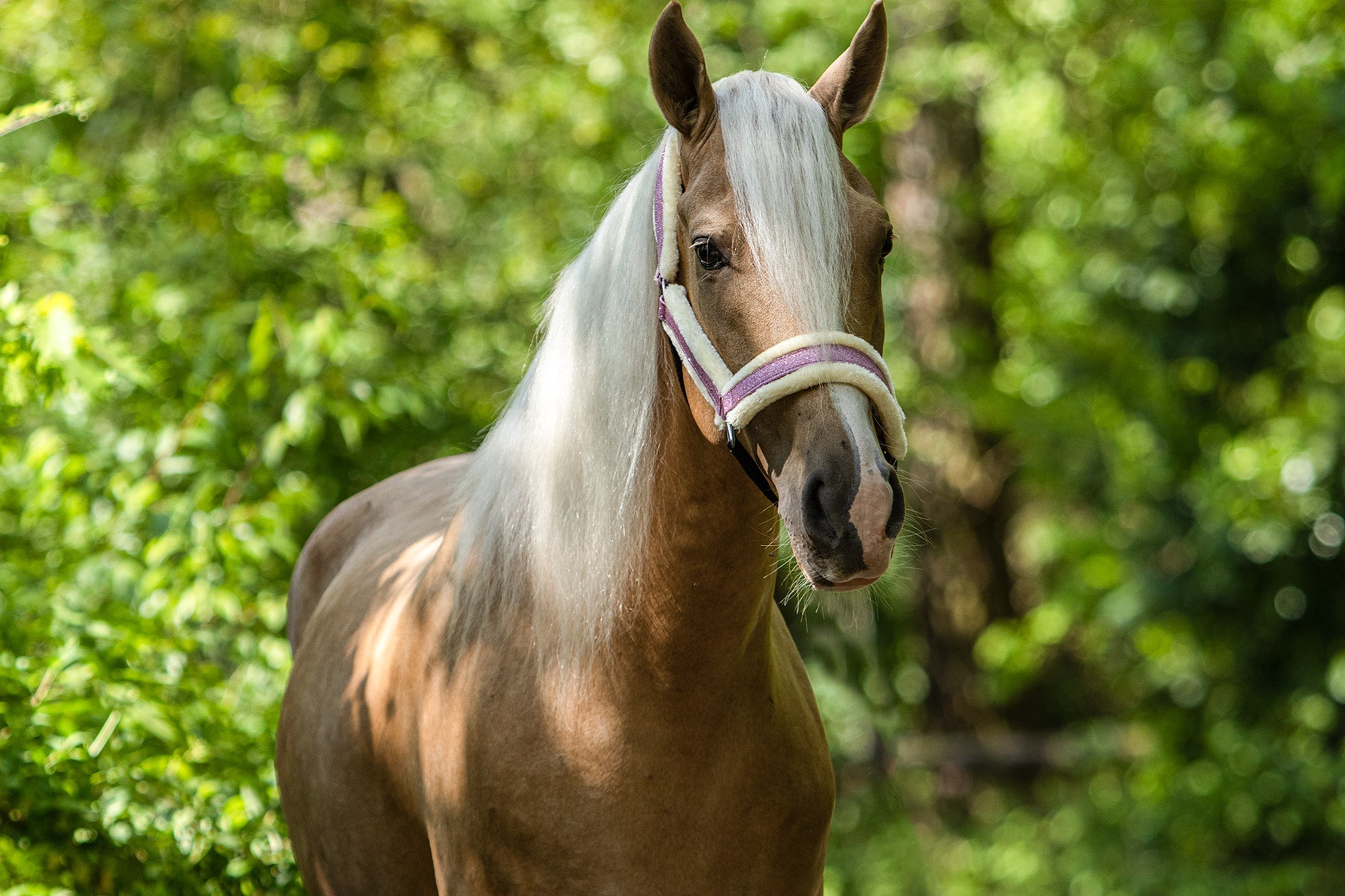 Pink Mist Halter - Equestroom - Equiluxe Tack
