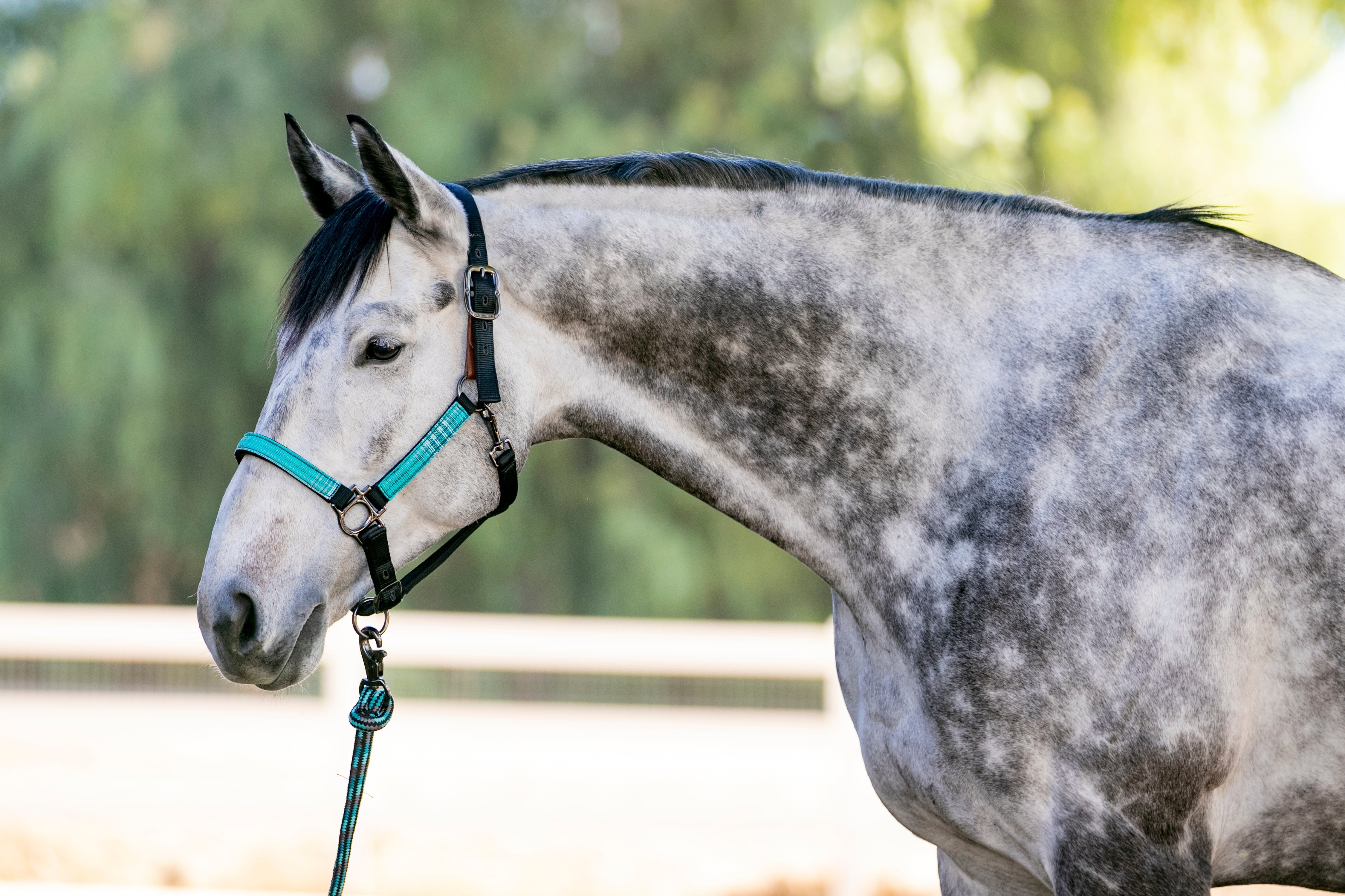 Premium Nylon Breakaway Halter - Kensington Protective Products - Equiluxe Tack