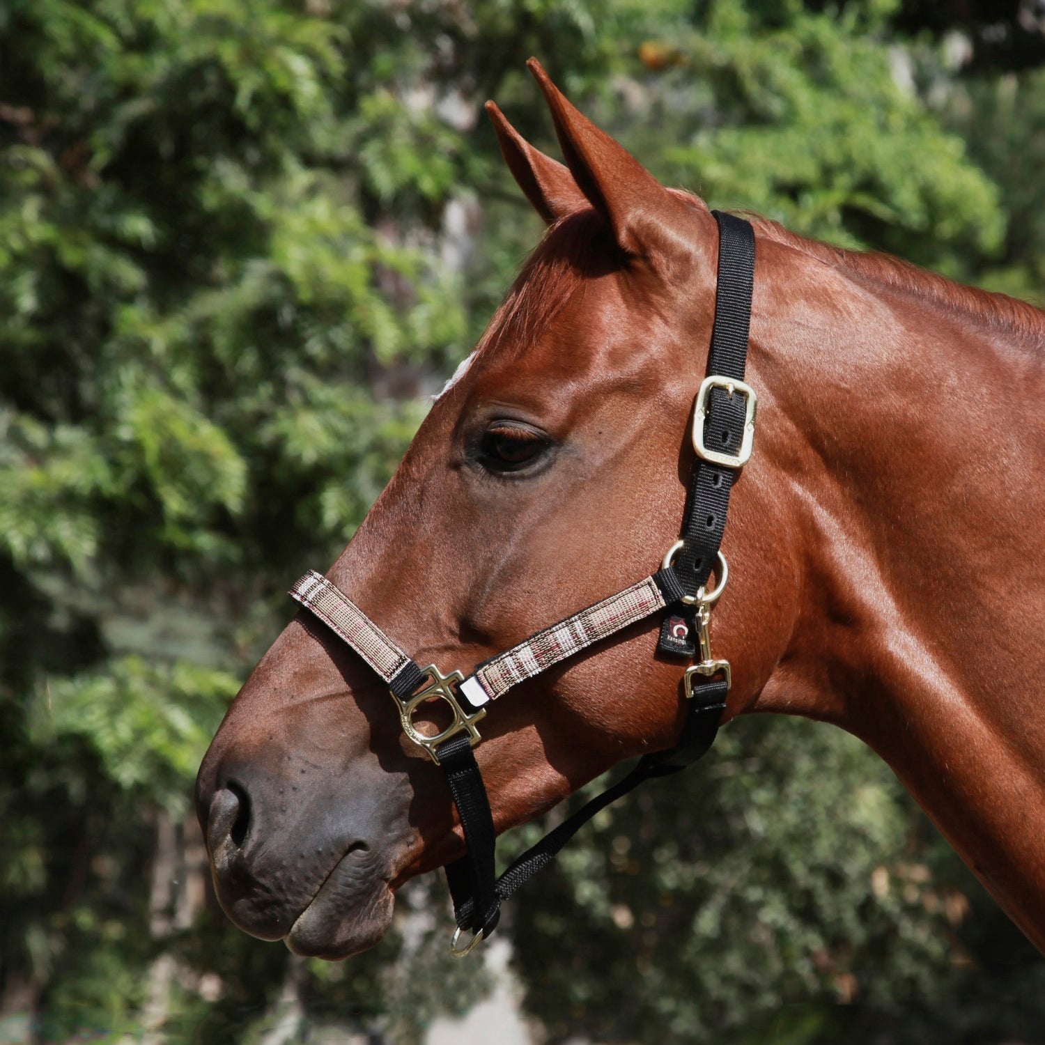 Premium Nylon Halter - Kensington Protective Products - Equiluxe Tack