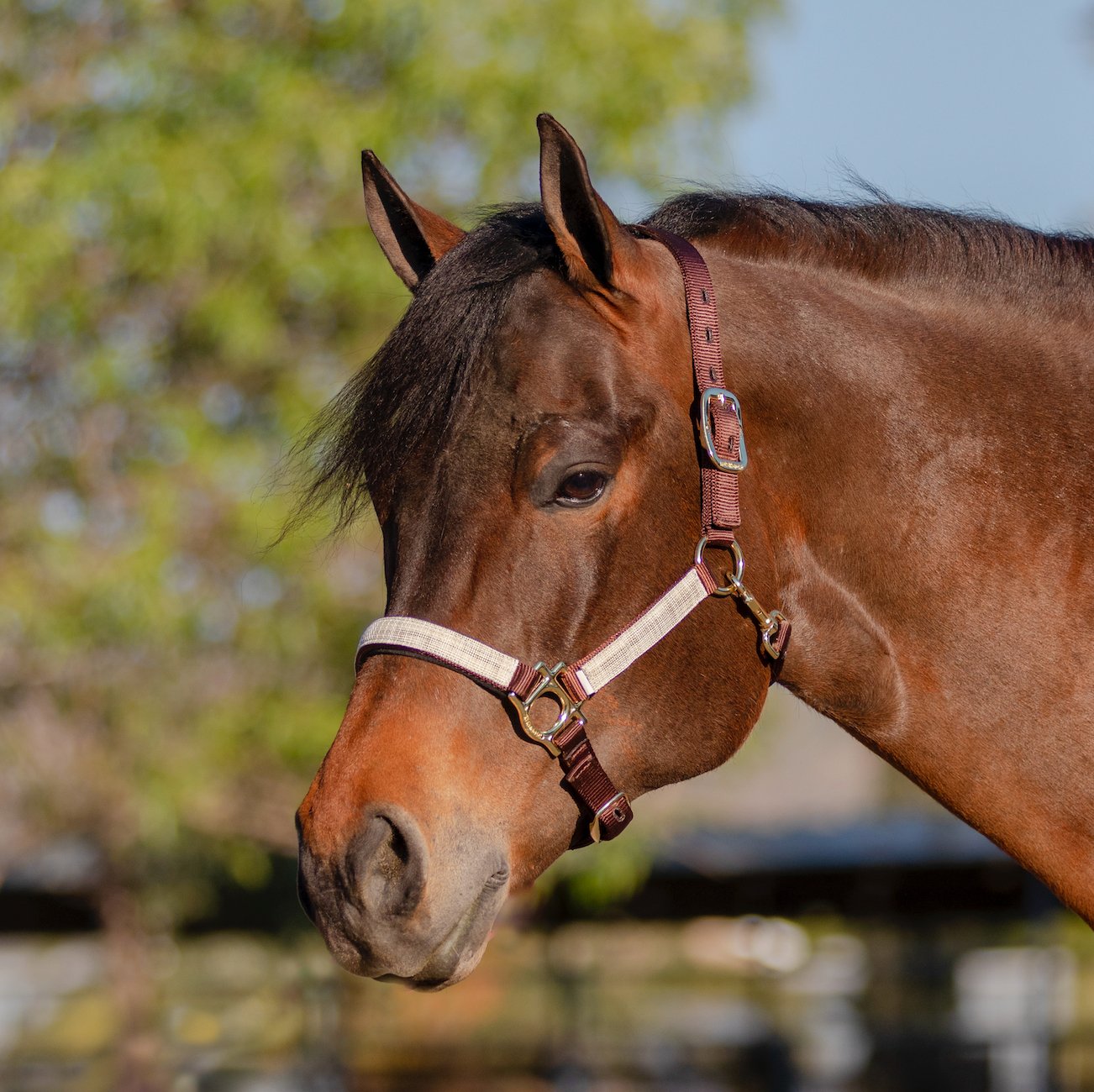 Premium Nylon Halter - Kensington Protective Products - Equiluxe Tack