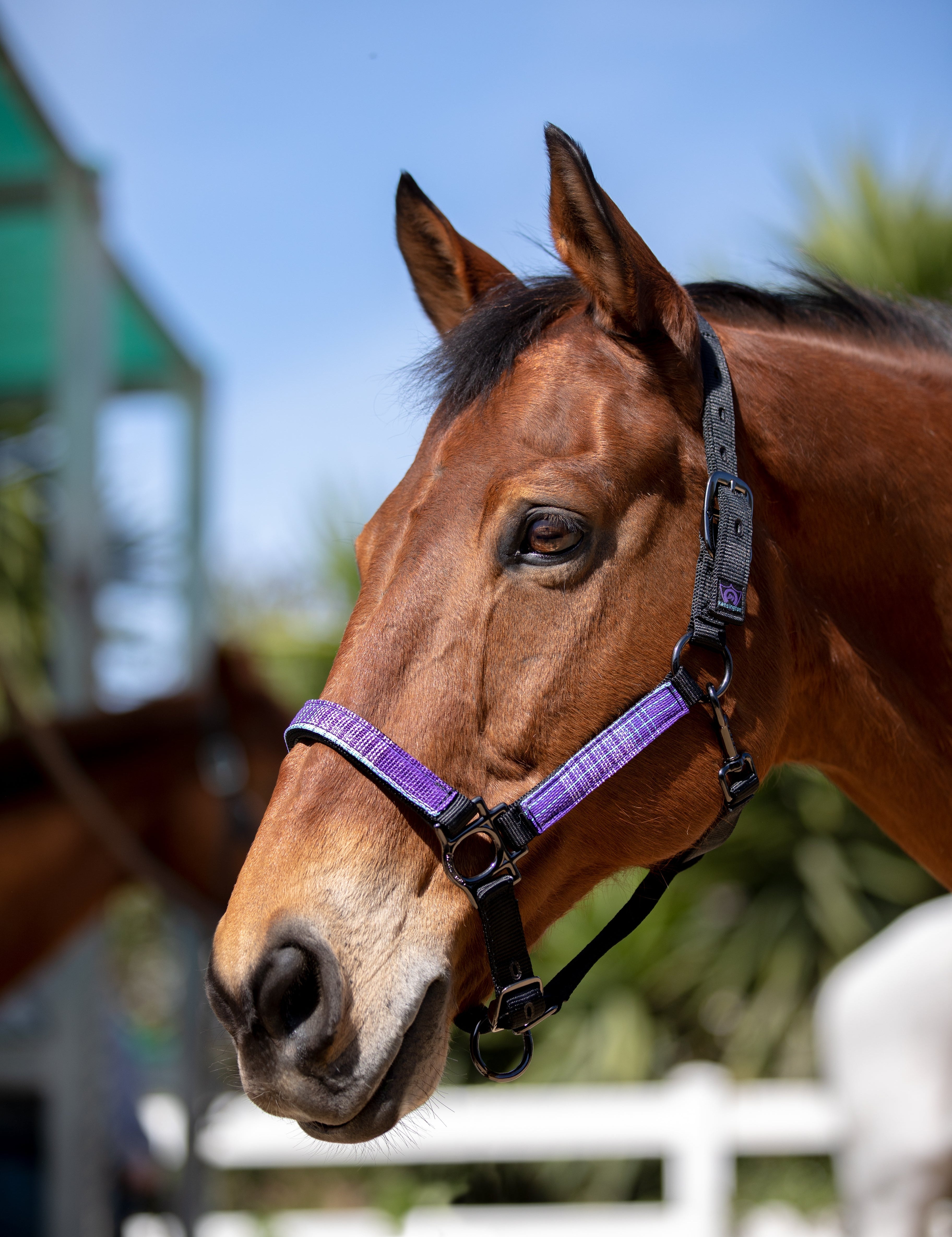 Premium Nylon Halter - Kensington Protective Products - Equiluxe Tack