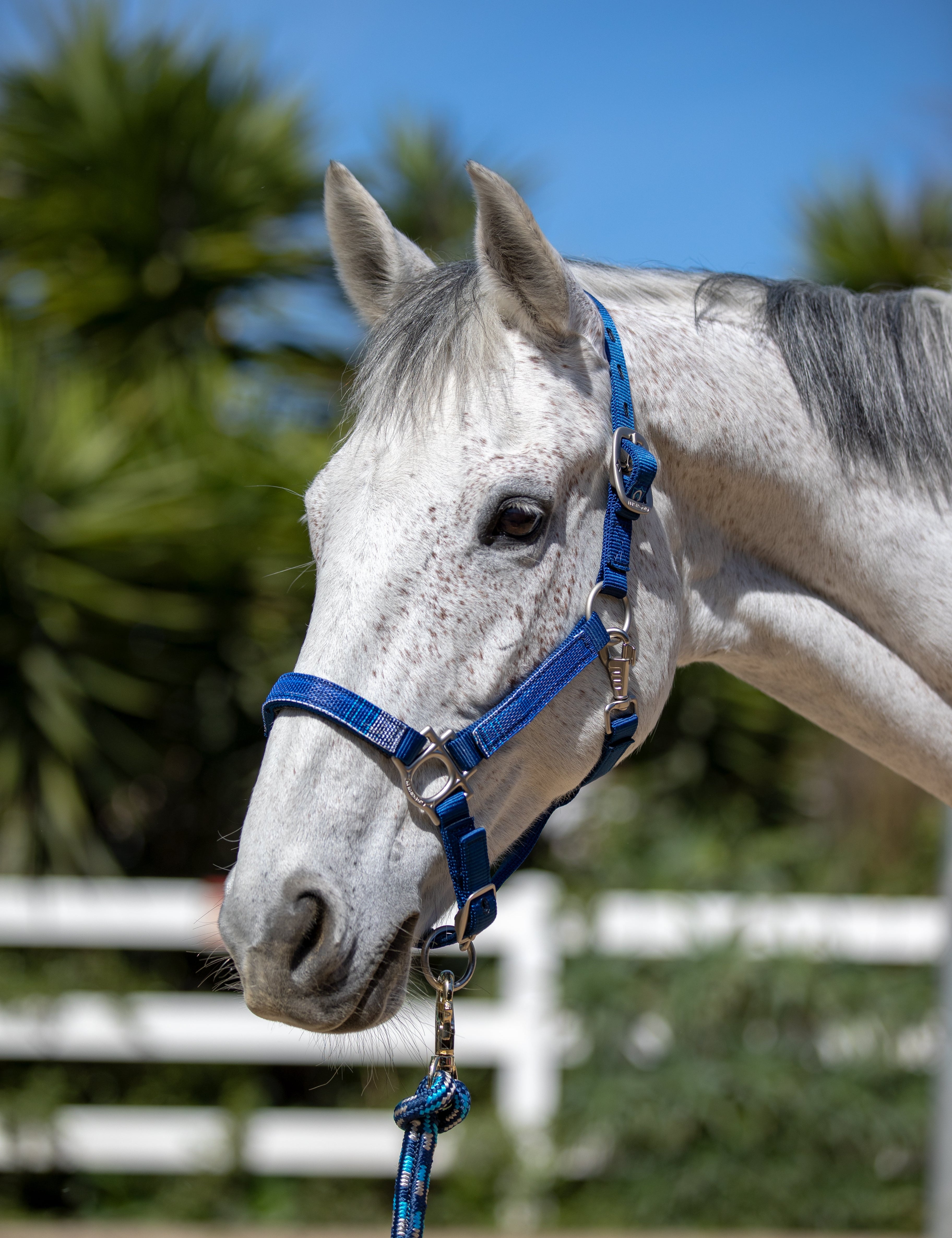Premium Nylon Halter - Kensington Protective Products - Equiluxe Tack