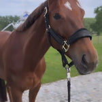Kentucky Horsewear Lead Rope Panic Hook 2m