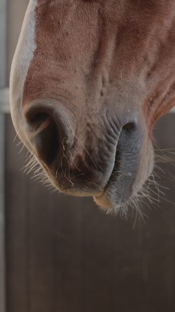Kentucky Horsewear Magnetic Rug Recuptex