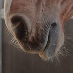 Kentucky Horsewear Neck Recuptex Navy