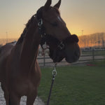 Kentucky Horsewear Sheepskin Shipping Halter