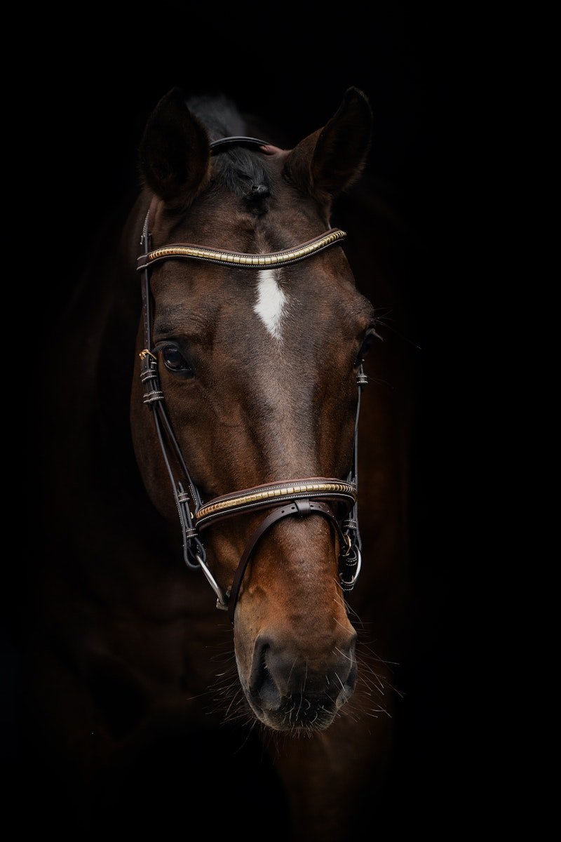 PS of Sweden Bridle Antwerp - PS of Sweden - Equiluxe Tack