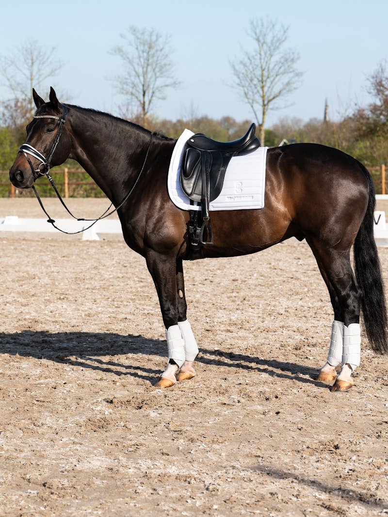 PS of Sweden Premium Training Hind Boots 2 - pack - White - PS of Sweden - Equiluxe Tack