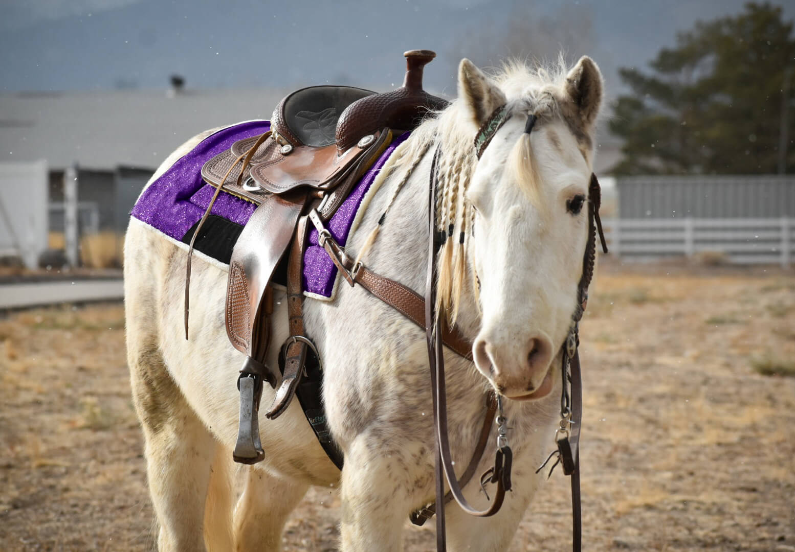 Purple Amethyst Western Saddle Pad - Equestroom - Equiluxe Tack