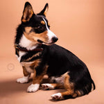 Remarkable Leather Goods Padded Dog Collar - Remarkable Leather Goods - Equiluxe Tack