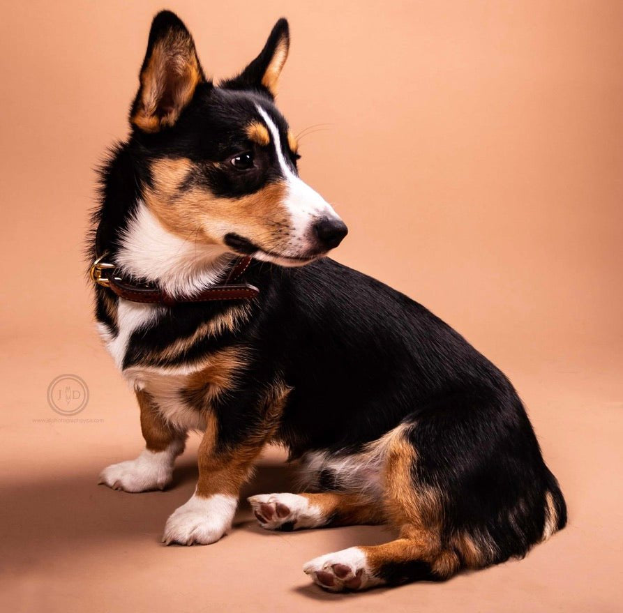 Remarkable Leather Goods Padded Dog Collar - Remarkable Leather Goods - Equiluxe Tack