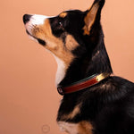 Remarkable Leather Goods Padded Dog Collar - Remarkable Leather Goods - Equiluxe Tack