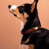 Remarkable Leather Goods Padded Dog Collar - Remarkable Leather Goods - Equiluxe Tack