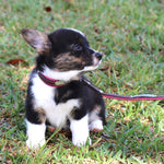 Remarkable Leather Goods Padded Dog Leash - Remarkable Leather Goods - Equiluxe Tack