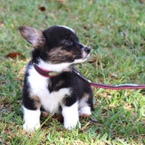 Remarkable Leather Goods Padded Dog Leash - Remarkable Leather Goods - Equiluxe Tack