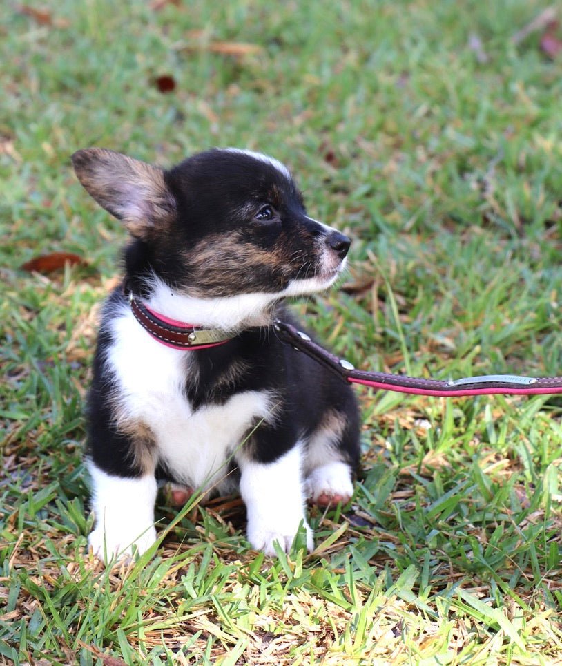 Remarkable Leather Goods Padded Dog Leash - Remarkable Leather Goods - Equiluxe Tack