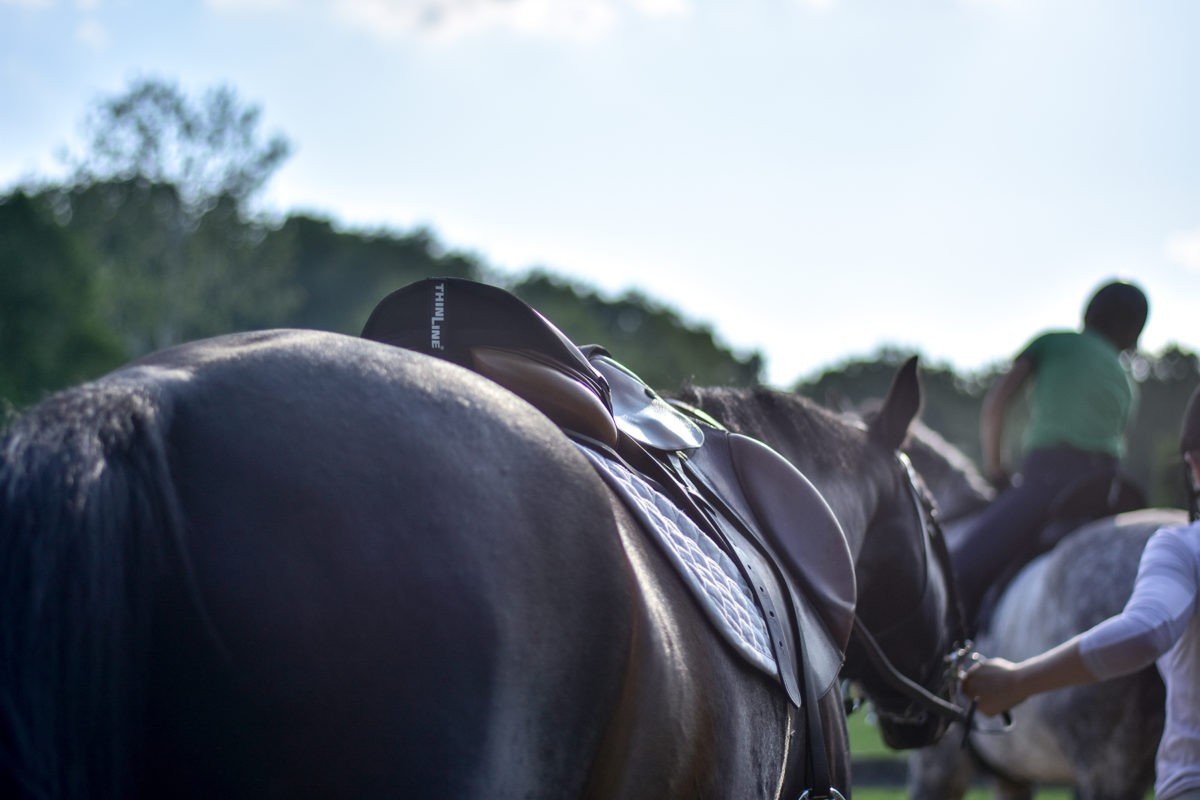 Seat Saver for English Riders - Equiluxe Tack - Equiluxe Tack