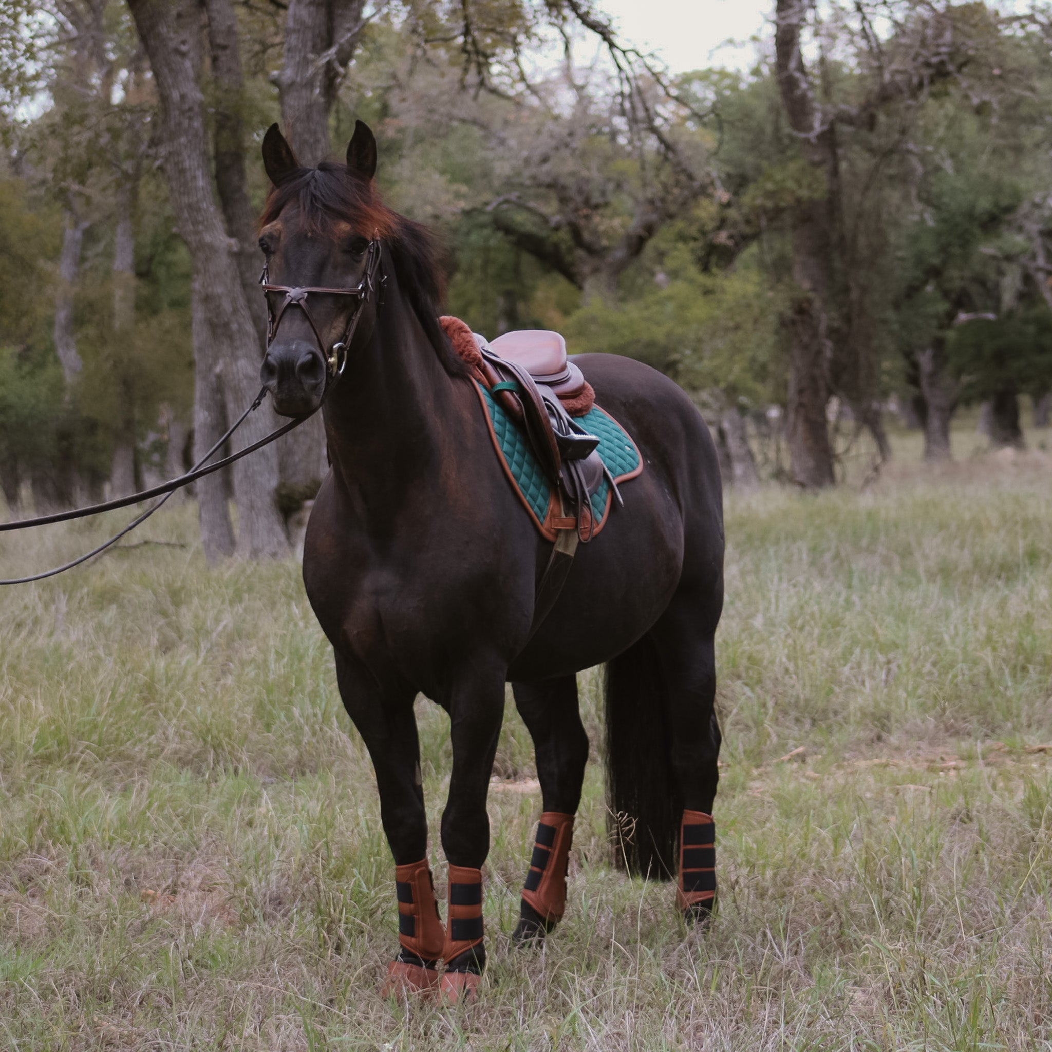 Sixteen Cypress Close Contact pad, Cypress & Cognac - Sixteen Cypress - Equiluxe Tack