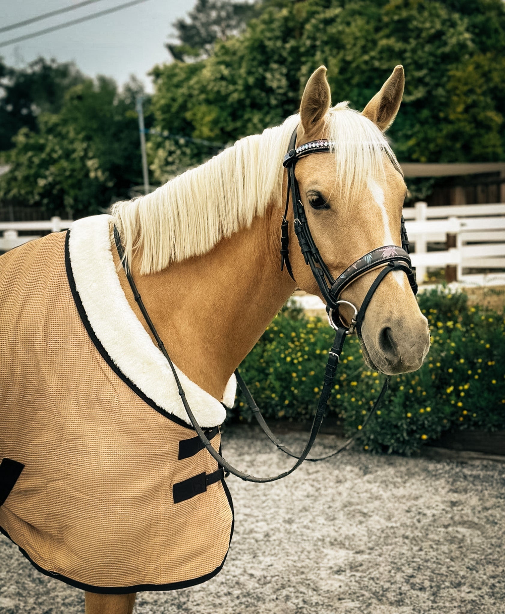 Sixteen Cypress Cotton Waffle Cooler - Sand & Hickory - Sixteen Cypress - Equiluxe Tack