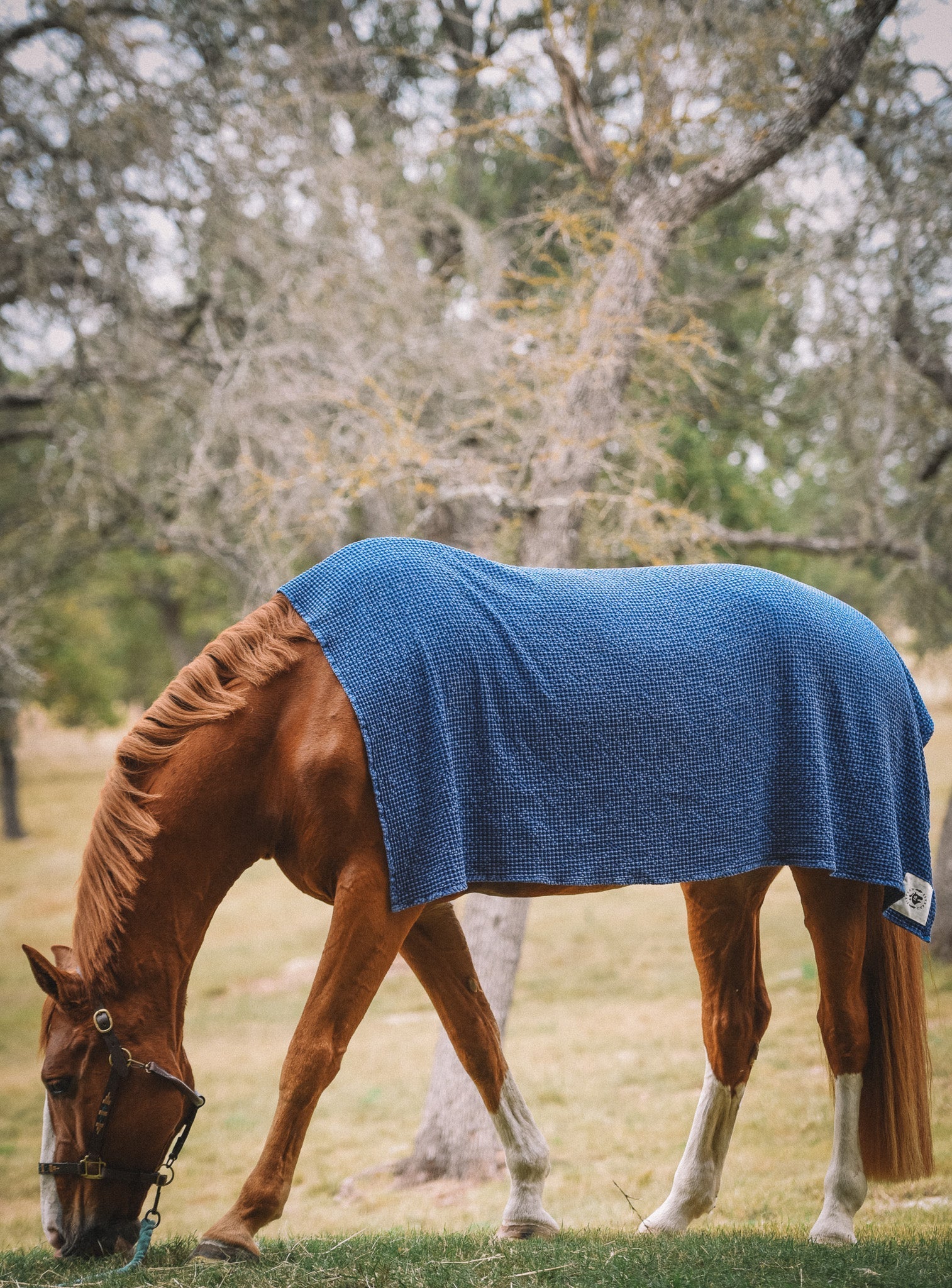 Sixteen Cypress Cotton Waffle Horse Drying Towel, Indigo - Sixteen Cypress - Equiluxe Tack