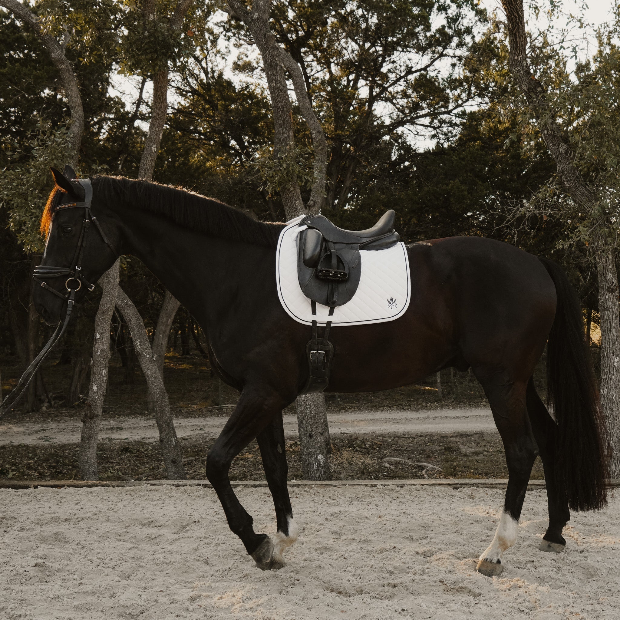 Sixteen Cypress Daily Sport Dressage Saddle Pad - Black - Sixteen Cypress - Equiluxe Tack