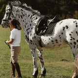 Sixteen Cypress Dressage Pad, Black & Gold Leaf - Sixteen Cypress - Equiluxe Tack