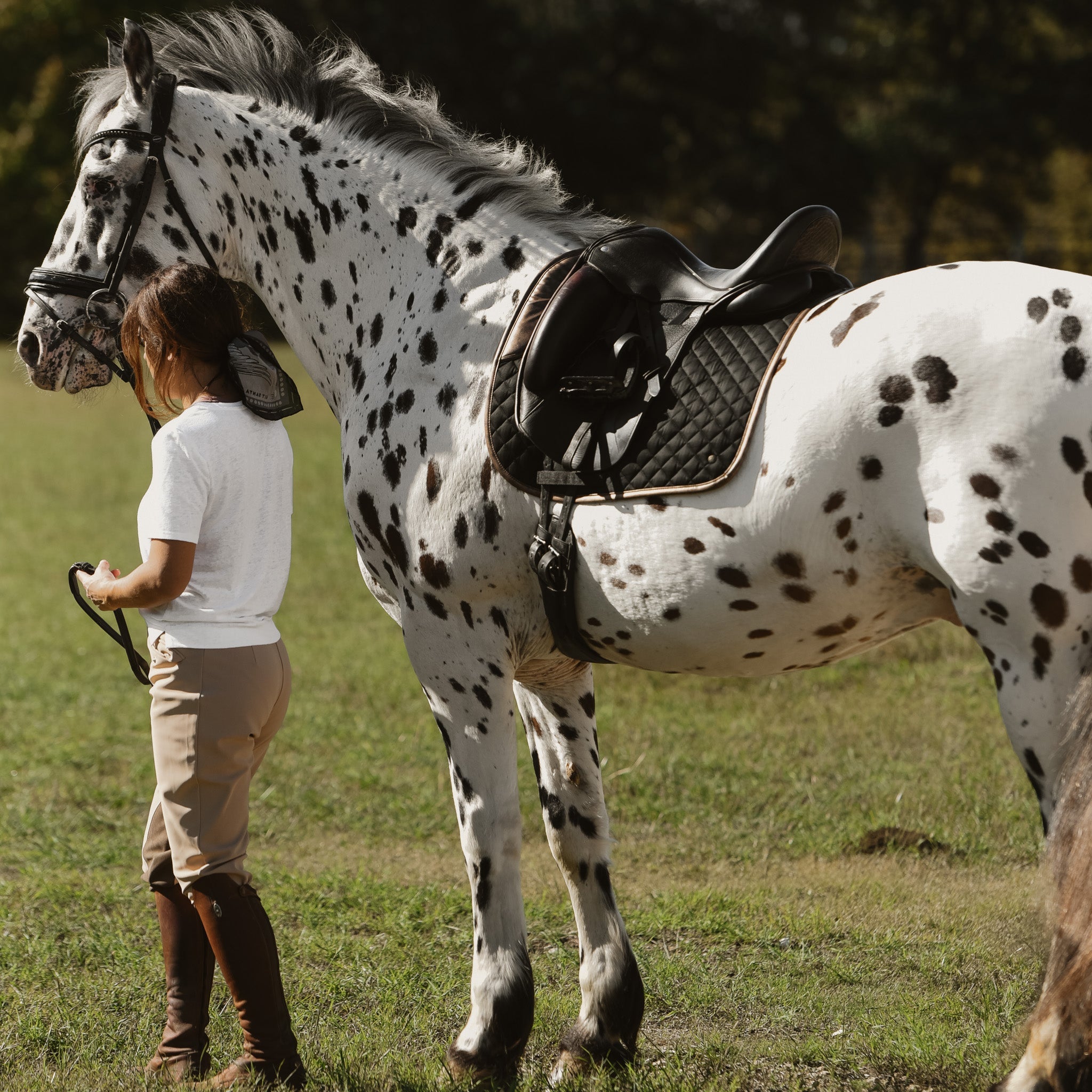 Sixteen Cypress Dressage Pad, Black & Gold Leaf - Sixteen Cypress - Equiluxe Tack