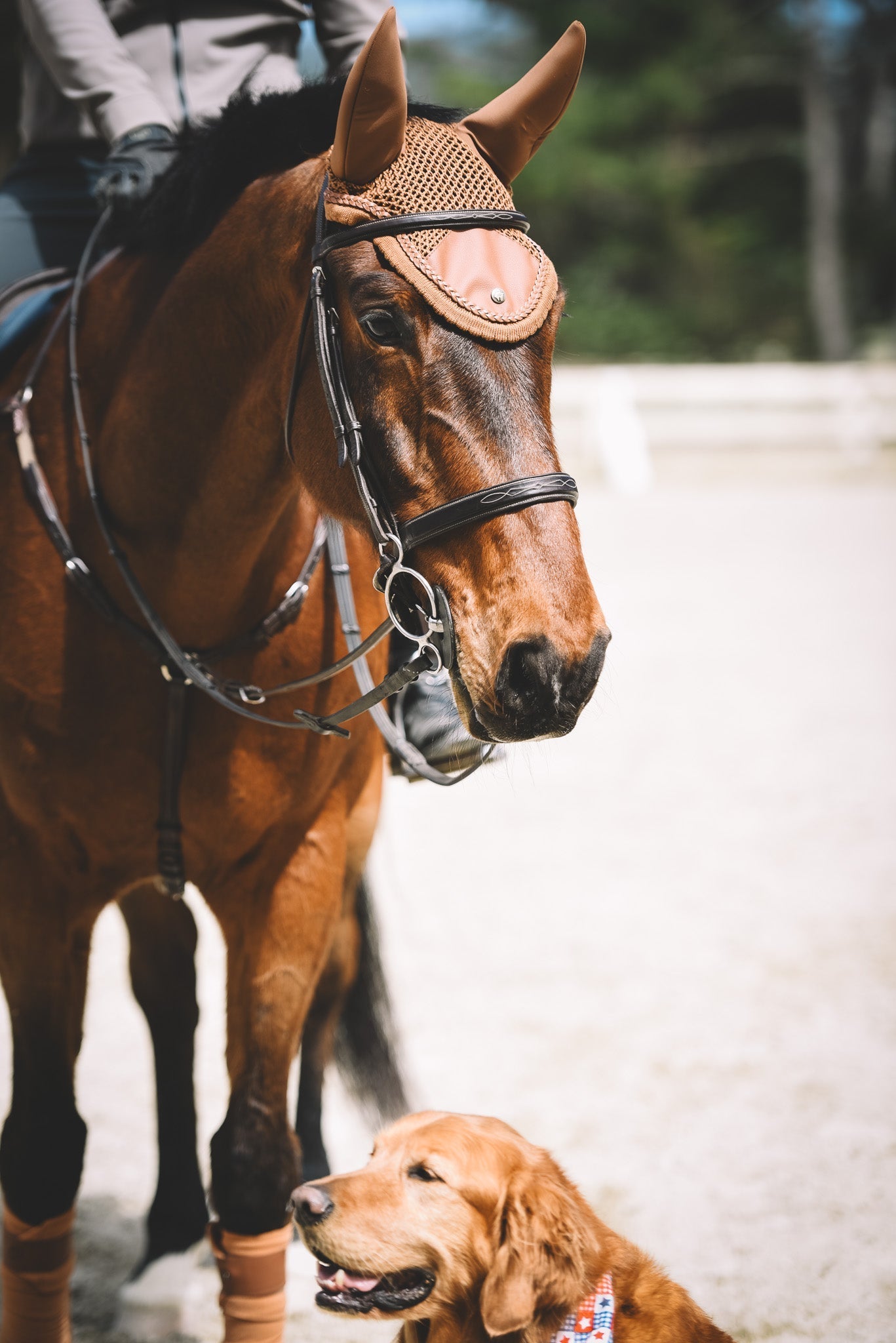 Sixteen Cypress Ear Net, Camel - Sound - softening - Sixteen Cypress - Equiluxe Tack