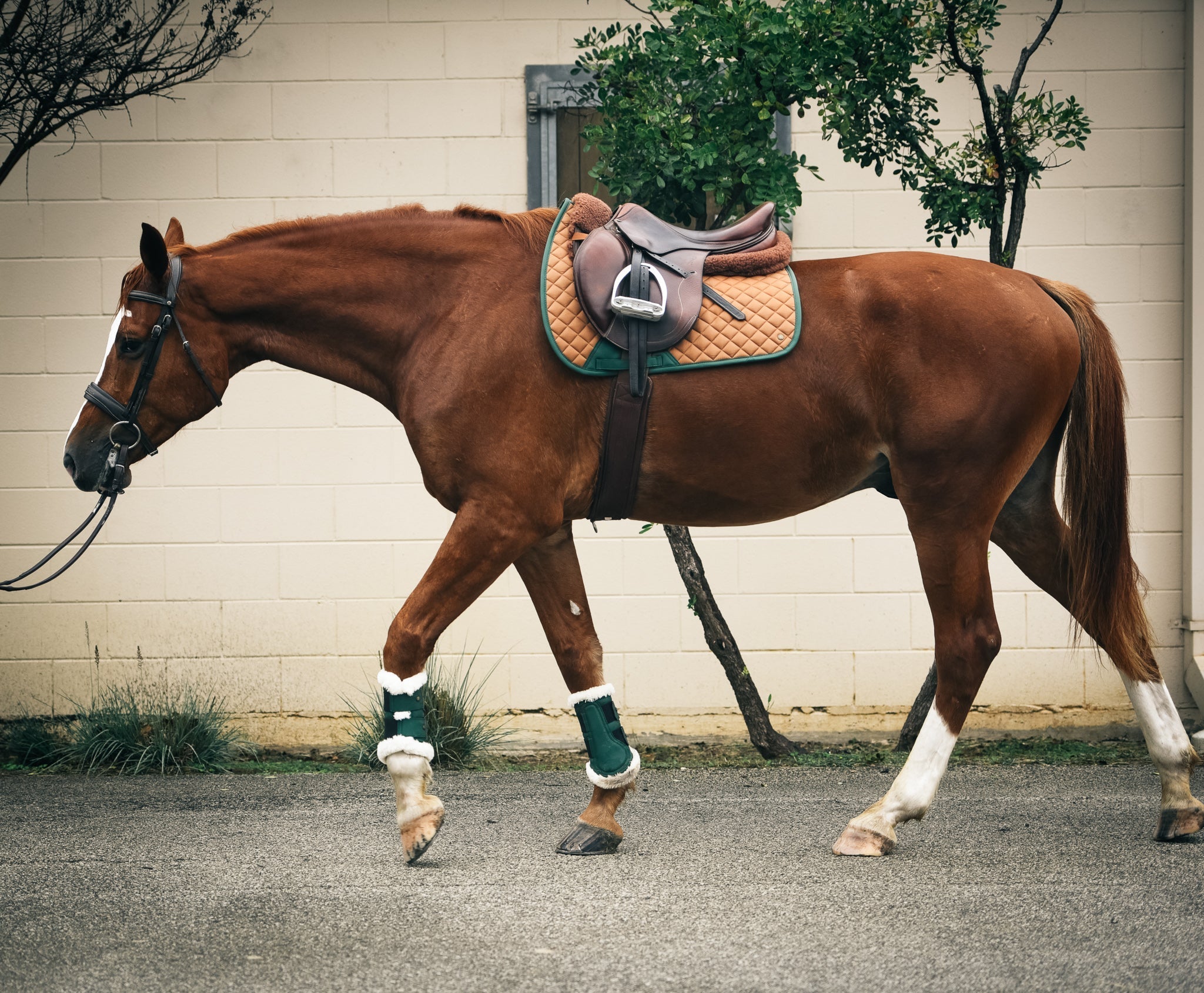 Sixteen Cypress Jumper Pad, Black & Cognac - Sixteen Cypress - Equiluxe Tack