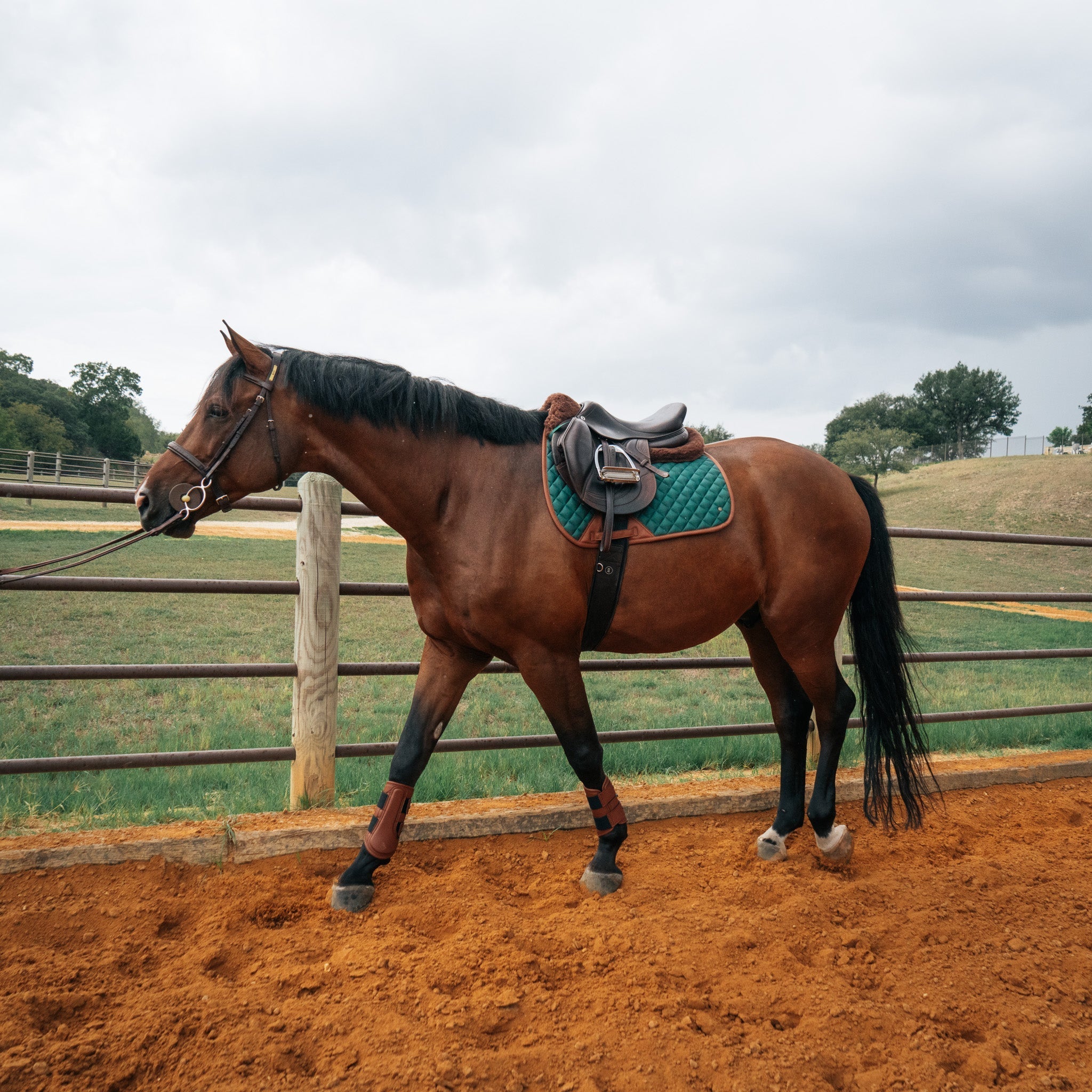 Sixteen Cypress Jumper Pad, Cypress & Cognac - Sixteen Cypress - Equiluxe Tack