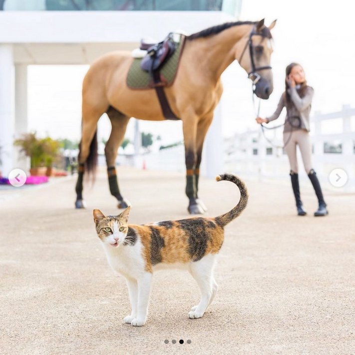 Sixteen Cypress Jumper Pad, Olive & Cognac - Sixteen Cypress - Equiluxe Tack