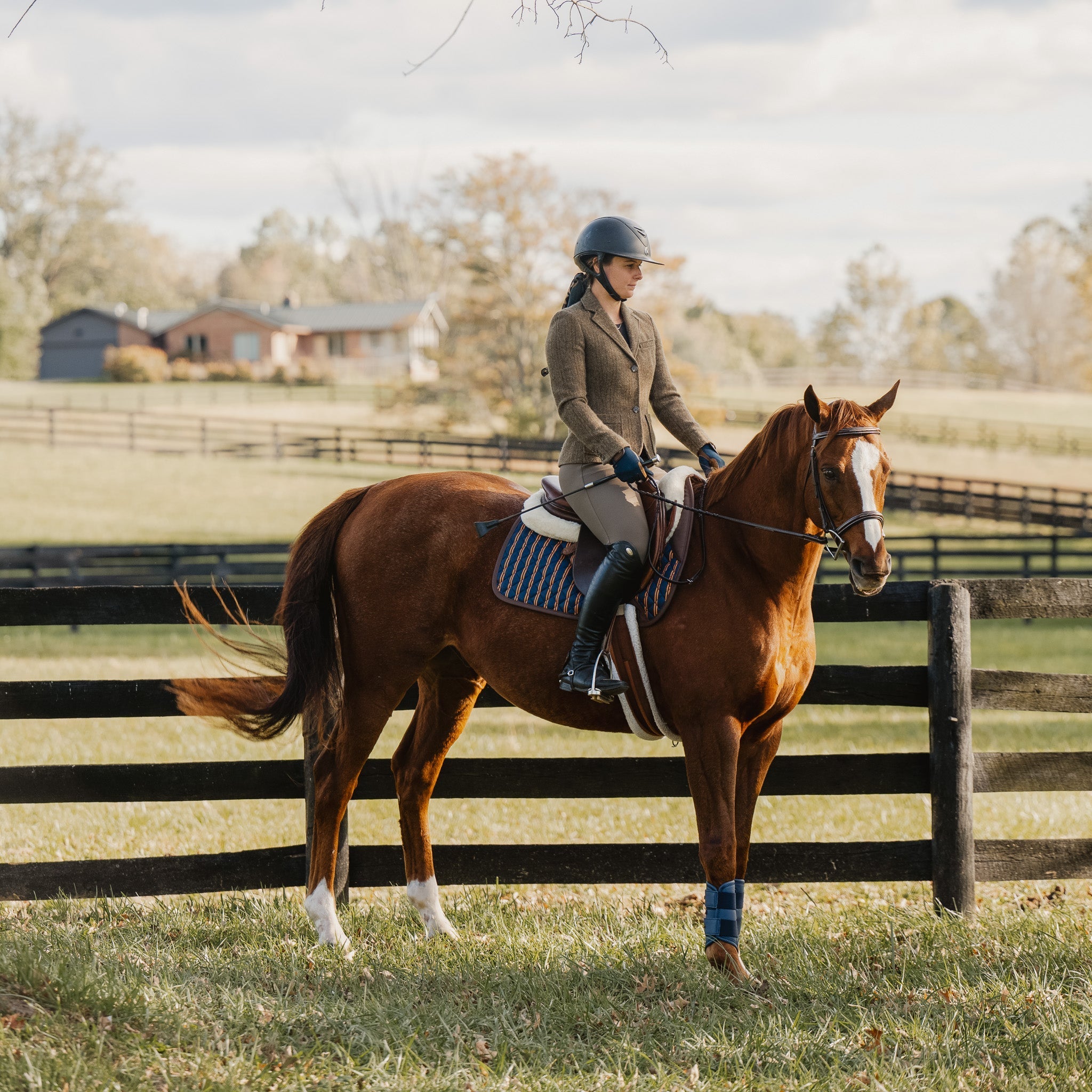 Sixteen Cypress Jumper Pad, Peninsula Stripe - Sixteen Cypress - Equiluxe Tack