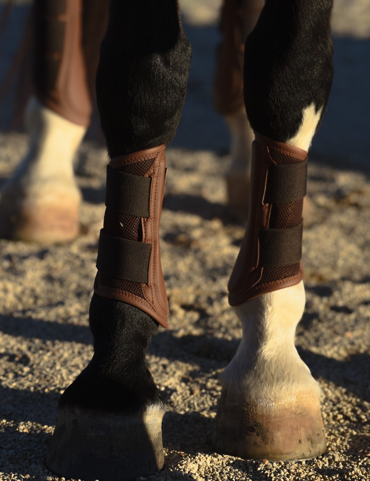 Sixteen Cypress Mesh Sport Boot, Black - Sixteen Cypress - Equiluxe Tack