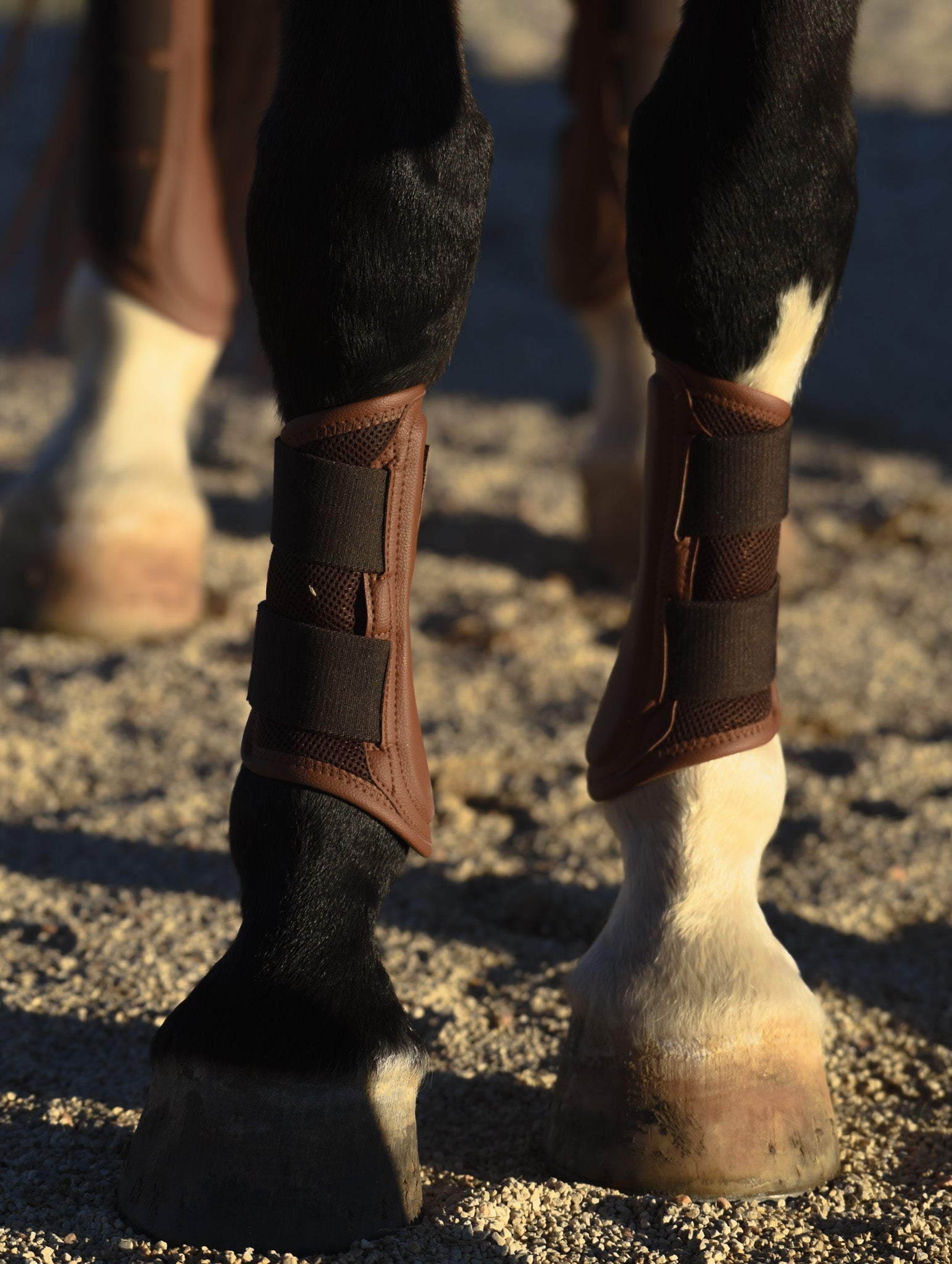Sixteen Cypress Mesh Sport Boot, Black - Sixteen Cypress - Equiluxe Tack