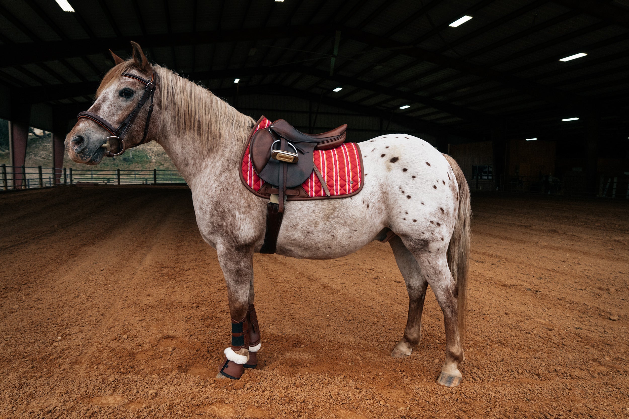 Sixteen Cypress Pony Jumper Pad, Derby Stripe - Sixteen Cypress - Equiluxe Tack
