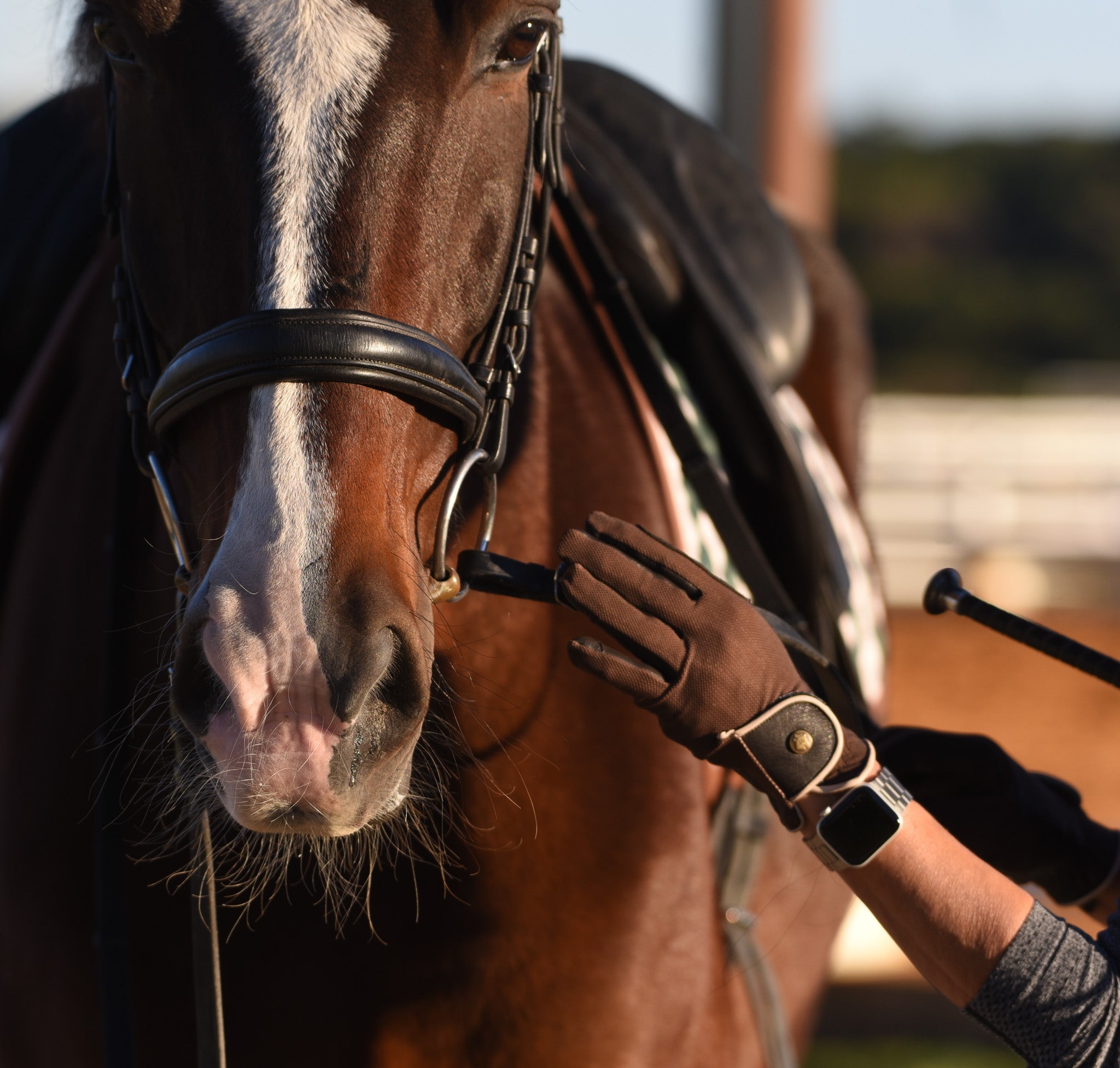 Sixteen Cypress Riding Gloves, Tobacco - Sixteen Cypress - Equiluxe Tack