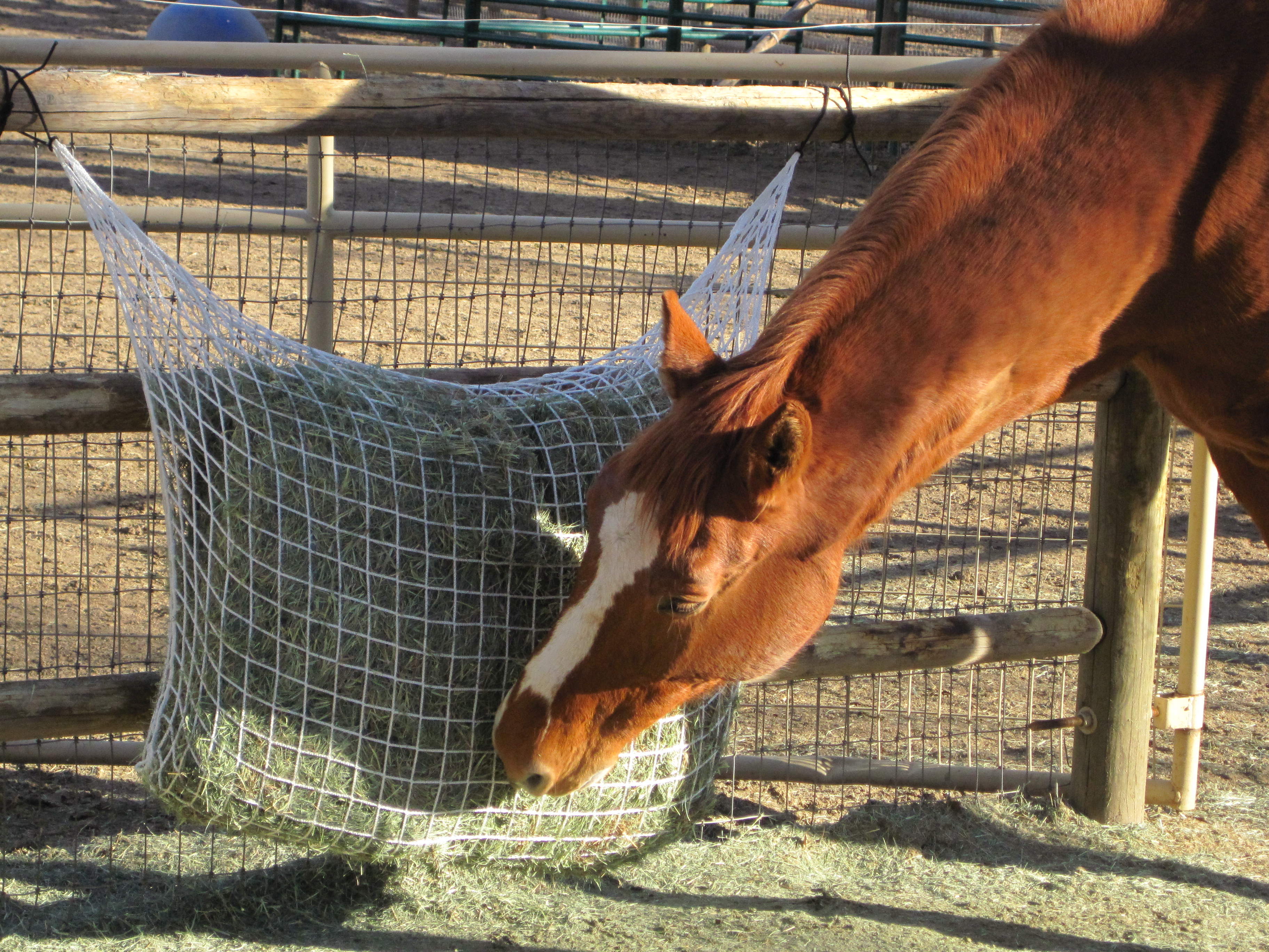 Slow Feed - Extended Day Net Freedom Feeder - Capacity: 2 String Bale - Freedom Feeder - Equiluxe Tack