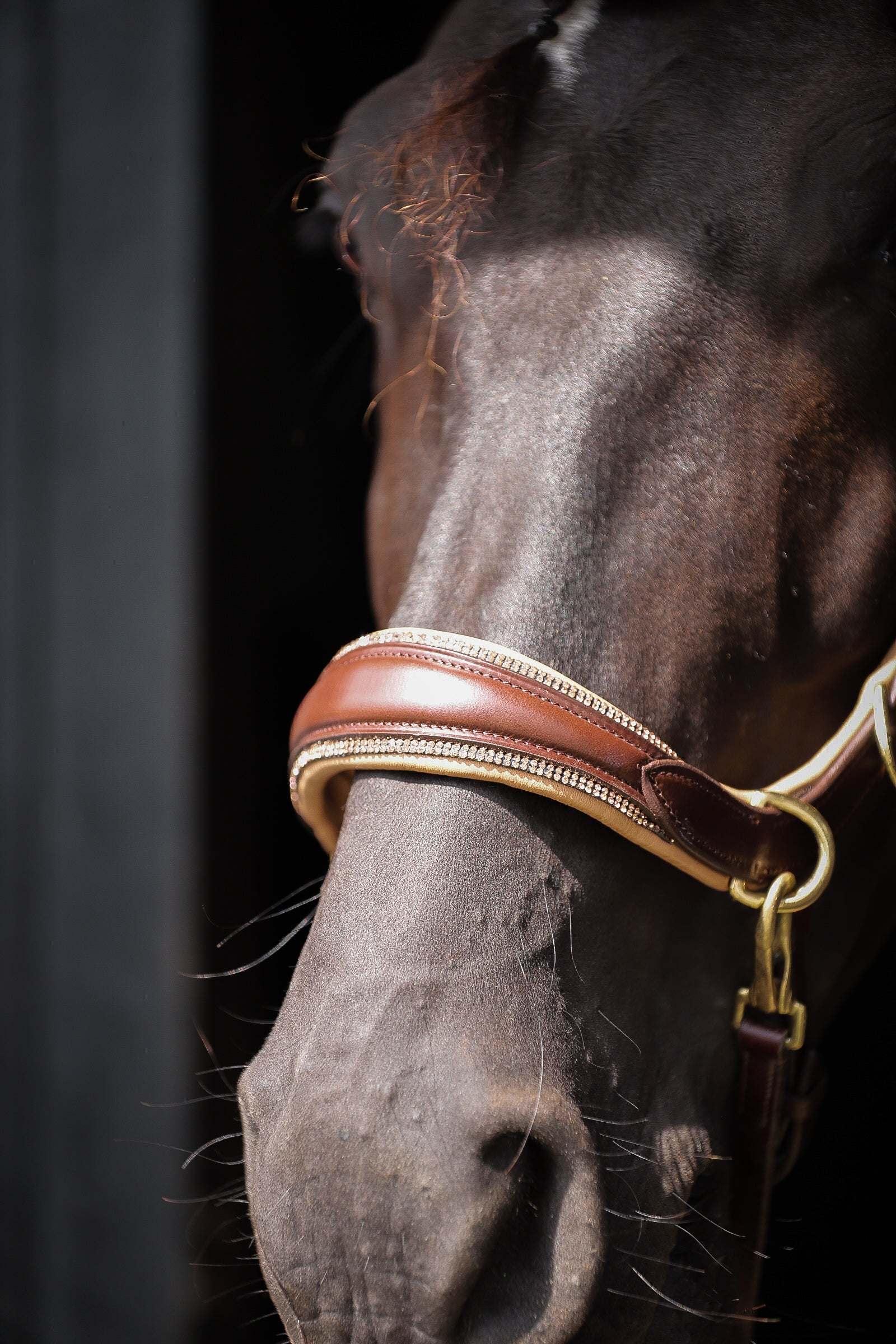 Spiritandhiscrew X MASEGO Multi Bridle - MASEGO horsewear - Equiluxe Tack