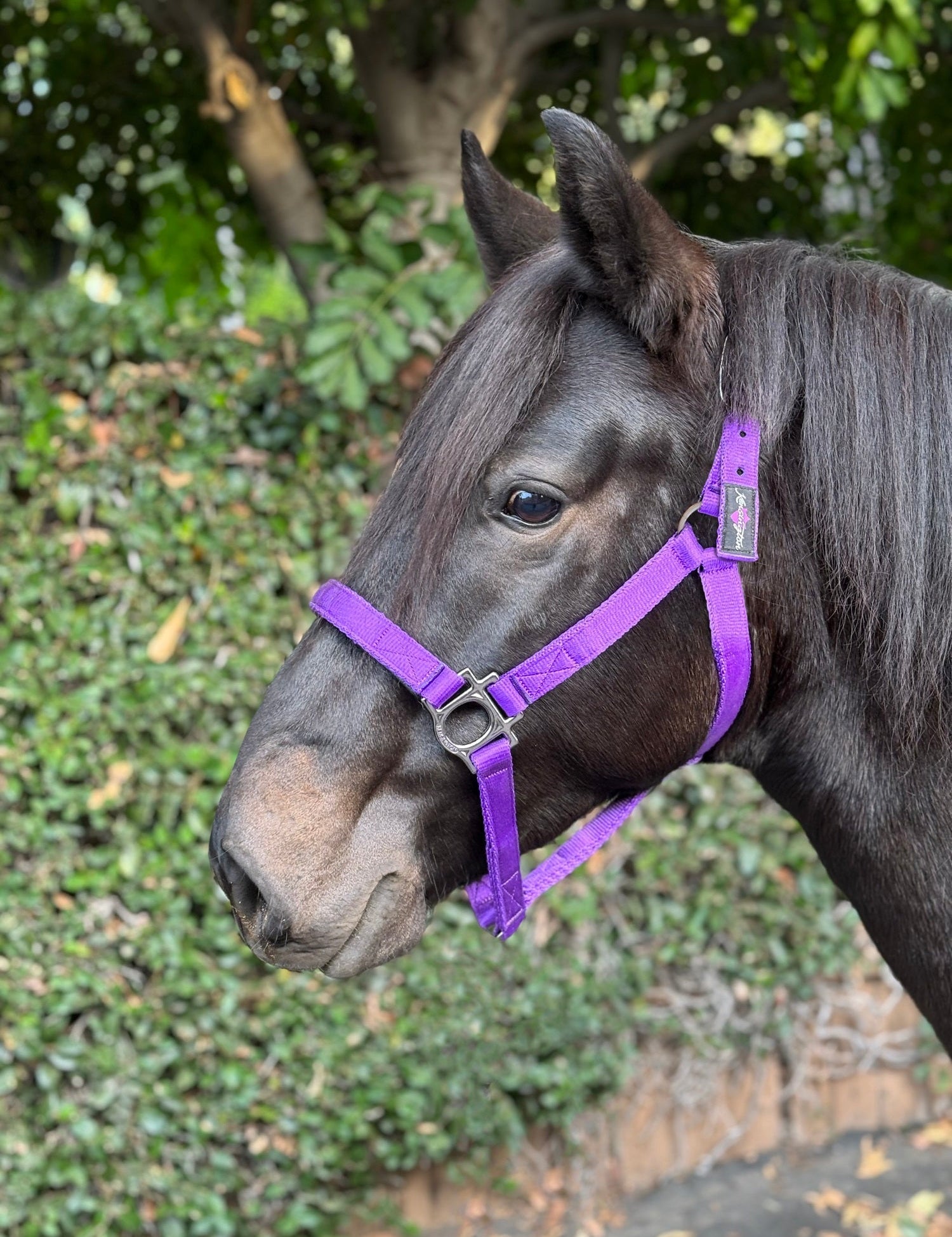 Standard Nylon Halter - Kensington Protective Products - Equiluxe Tack