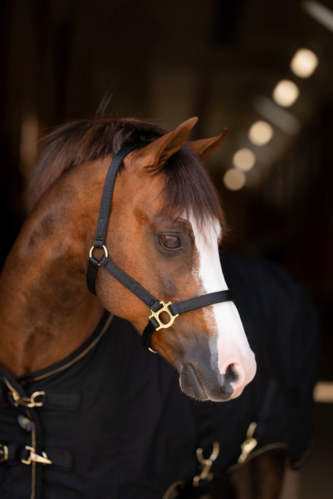 Standard Nylon Halter - Kensington Protective Products - Equiluxe Tack