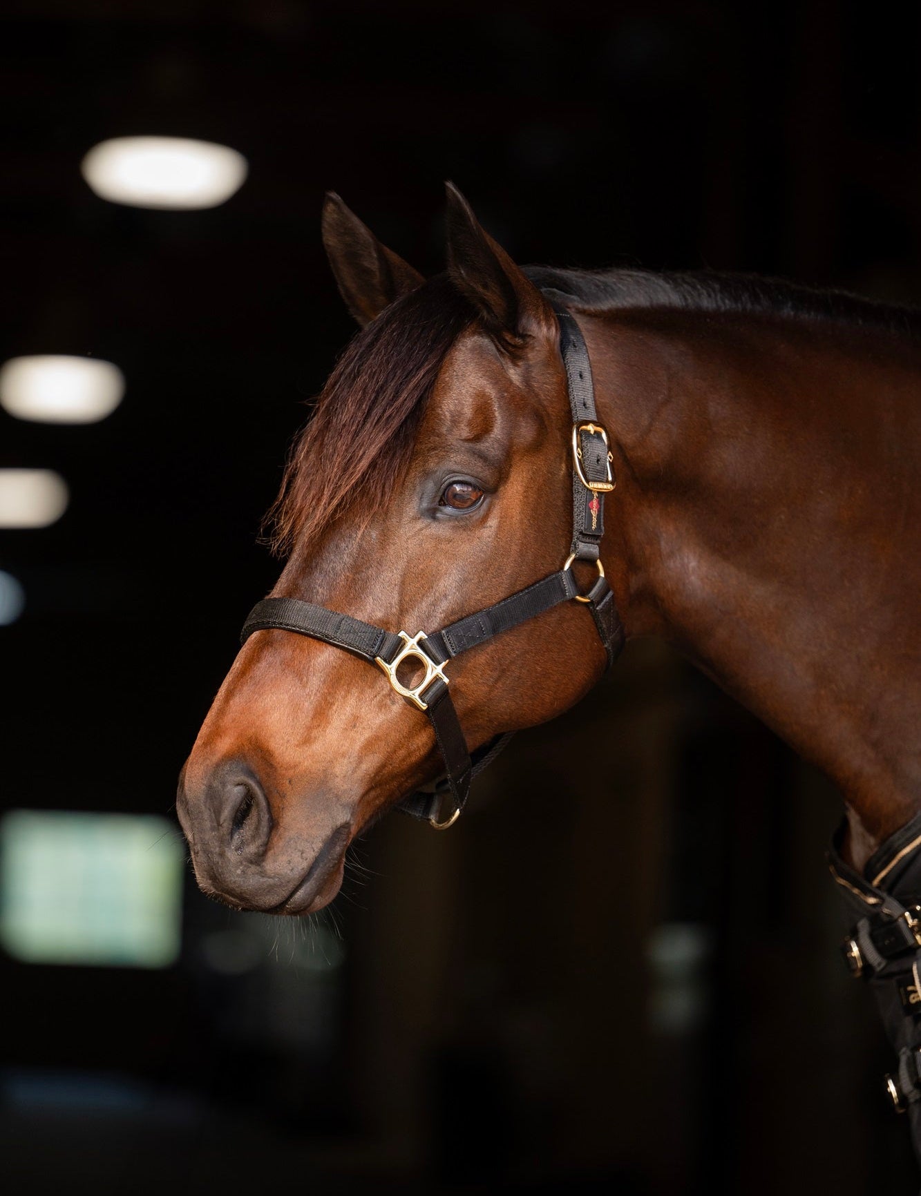 Standard Nylon Halter - Kensington Protective Products - Equiluxe Tack
