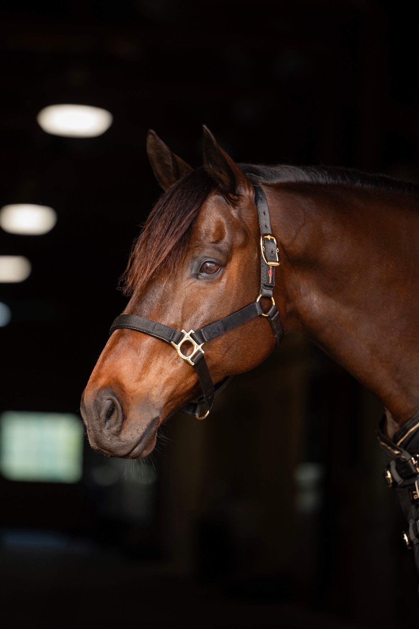 Standard Nylon Halter - Kensington Protective Products - Equiluxe Tack