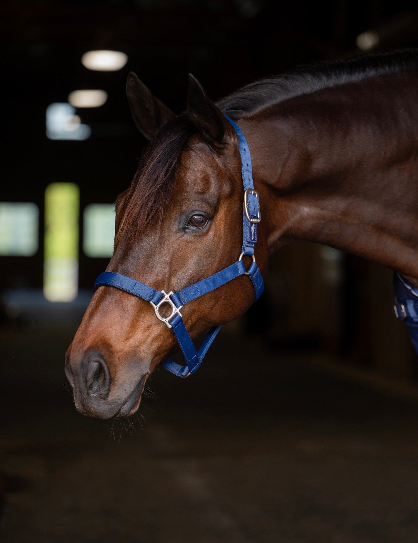 Standard Nylon Halter - Kensington Protective Products - Equiluxe Tack