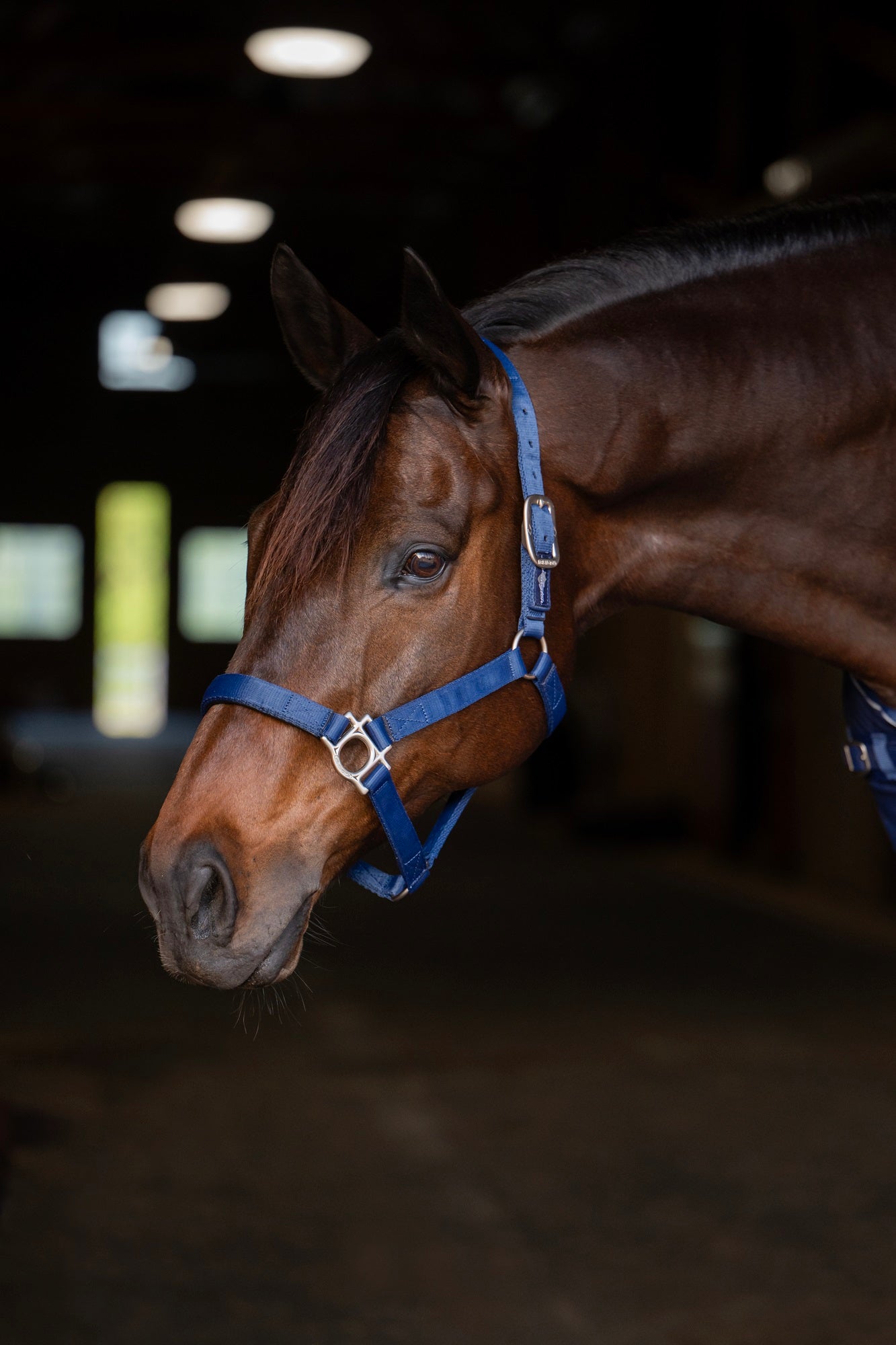 Standard Nylon Halter - Kensington Protective Products - Equiluxe Tack