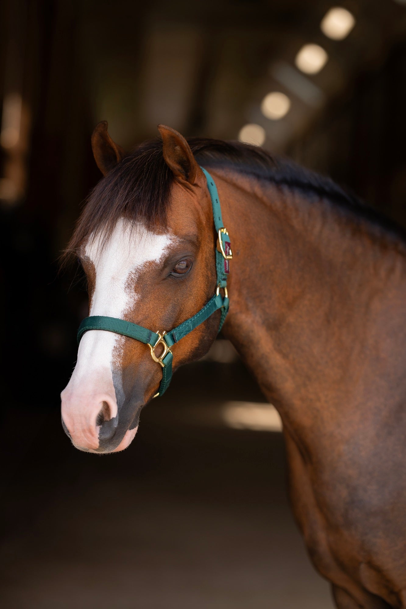 Standard Nylon Halter - Kensington Protective Products - Equiluxe Tack